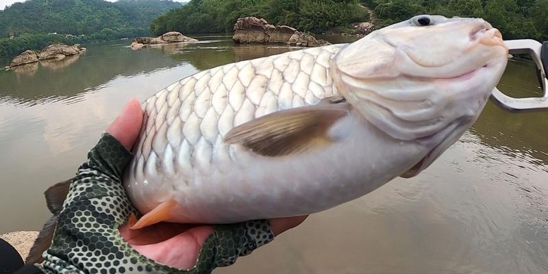 钓鱼技巧（探索浑水钓鱼的乐趣与技巧）  第3张