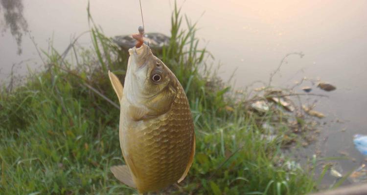 浑浊水域野钓技巧教程（钓鱼达人分享经验）  第1张