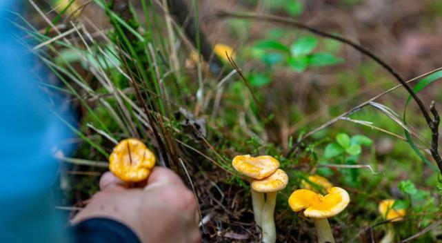 捡菌子钓鱼秘籍（探寻大自然的宝藏）  第3张