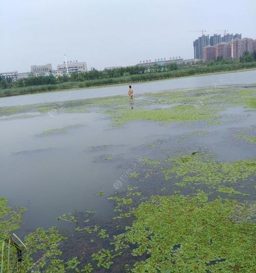 江边游泳场钓鱼技巧与方法（享受娱乐同时垂钓大鱼）  第3张