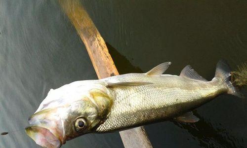 江河钓鱼之饵和调钓技巧（选择合适的饵料和掌握钓鱼技巧）  第3张