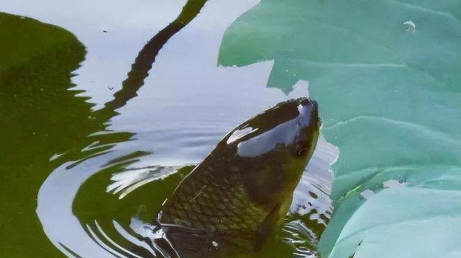 江河流水下钓草鱼的技巧与经验（草鱼钓法）  第3张