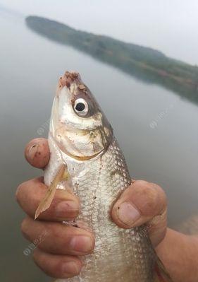 江河流水台钓钓翘嘴技巧（掌握正确技巧）  第1张