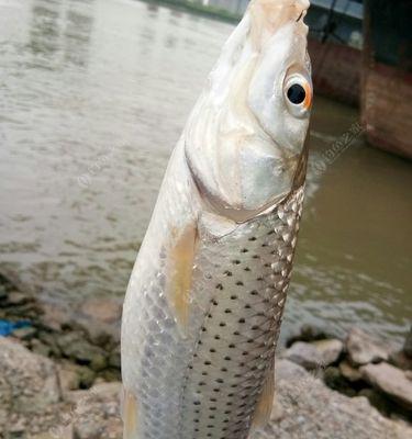 江河流水台钓钓翘嘴技巧（掌握正确技巧）  第3张