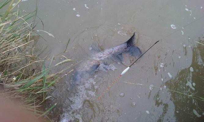 江河急流中的野钓技巧（探秘江河水流湍急的钓鱼乐趣）  第2张