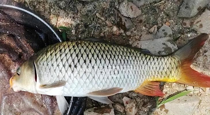 江河野钓的饵料搭配和技巧（探索江河野钓的搭配和技巧）  第2张