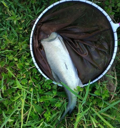 江河野钓流水闷竿稍钓鲢鳙技巧（江河野钓中使用流水闷竿稍钓鲢鳙的技巧）  第3张