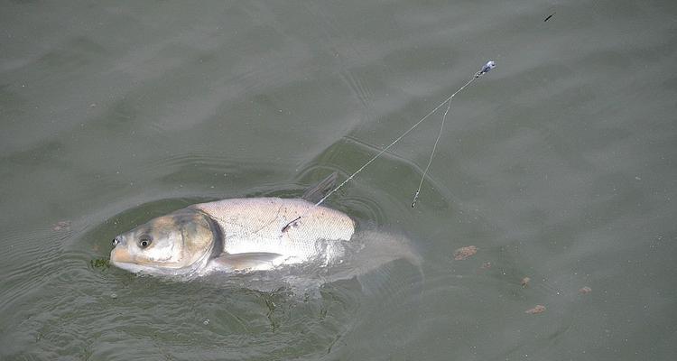 江河野钓流水闷竿稍钓鲢鳙技巧（江河野钓中使用流水闷竿稍钓鲢鳙的技巧）  第2张