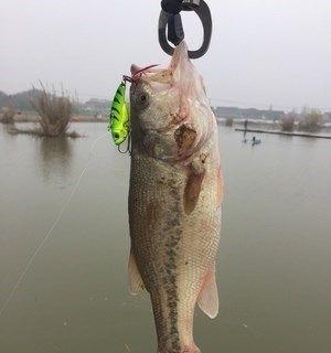 江里海杆钓鱼技巧（钓鱼高手教你江里海杆钓鱼的技巧与经验）  第1张