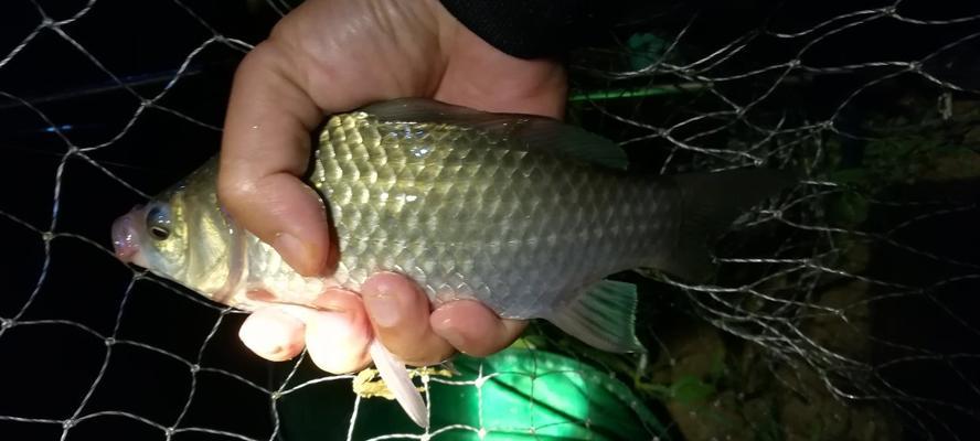 江里夜钓鲫鱼鲤鱼的技巧与方法（江里夜钓鲫鱼鲤鱼）  第2张