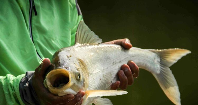 老李海竿鲢鳙垂钓技巧大揭秘（钓鲢鳙湖泊垂钓技巧详解）  第1张