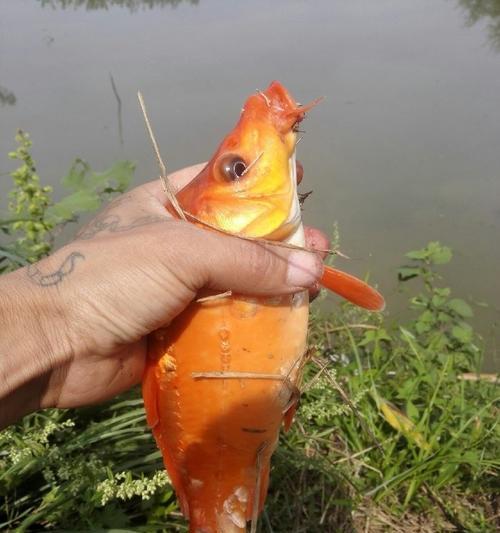 秋季野钓鲤鱼饵料搭配技巧（丰富经验帮你提升钓鲤成功率）  第2张