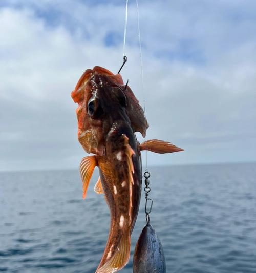 海钓垂钓技巧教程（掌握码头钓鱼的关键技巧）  第3张