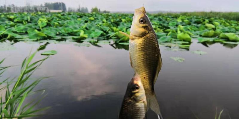 麦粒钓鱼的最佳方法和技巧（轻松钓到大鱼）  第1张