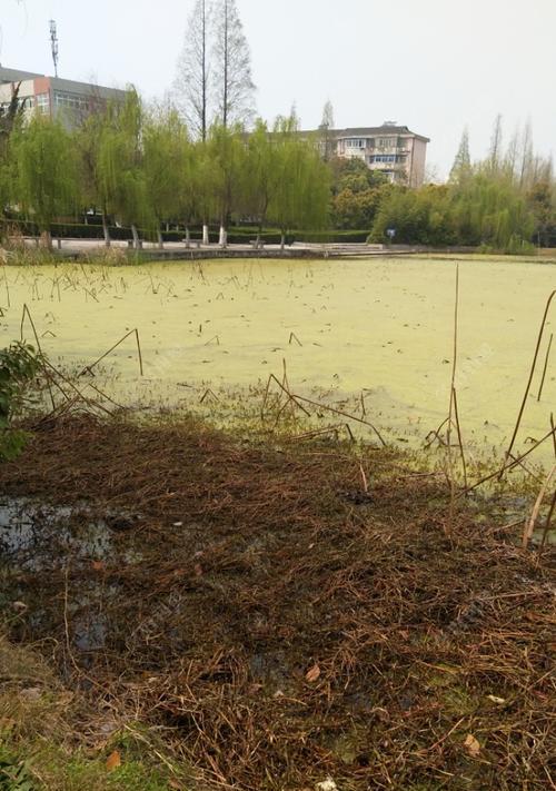 满塘浮萍钓鱼技巧（掌握这一技巧）  第3张