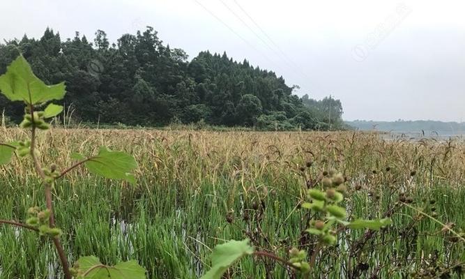 茂密水草下的高效钓鱼技巧（揭秘水草钓鱼妙招）  第2张