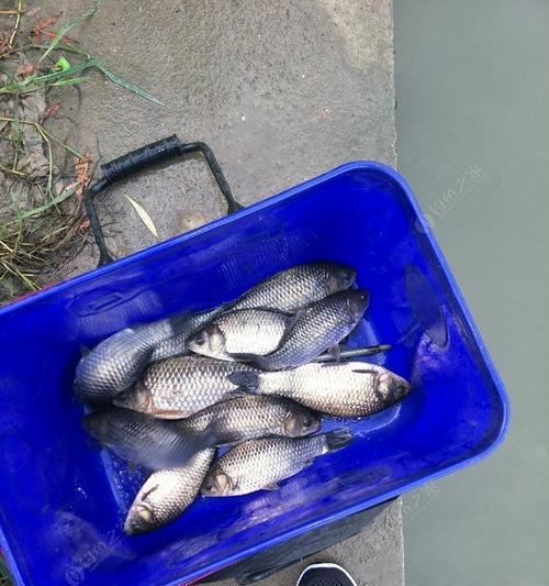 梅雨钓鱼技巧大揭秘（掌握梅雨季节钓鱼的窍门）  第3张