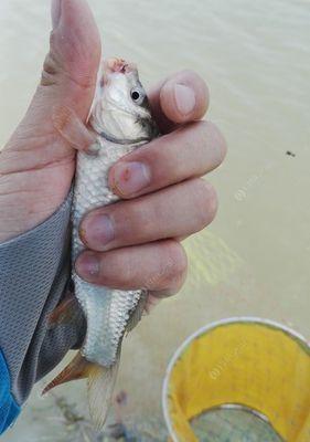 梅雨季节河道钓鱼技巧大全（掌握梅雨季节河道钓鱼的关键技巧）  第3张