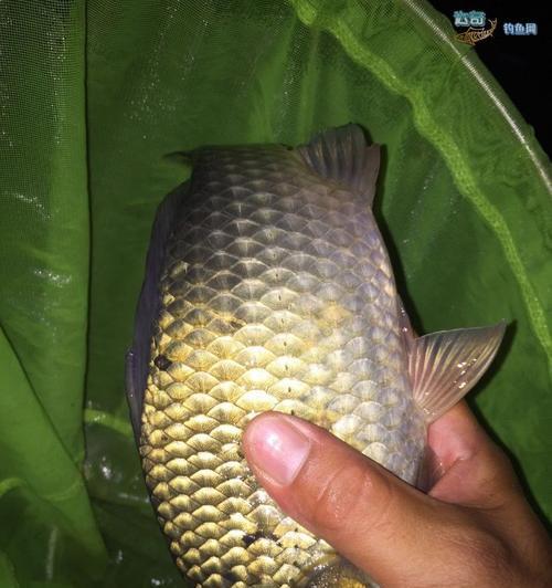 梅雨季节夜钓鲫鱼技巧（梅雨中如何钓鲫鱼）  第2张