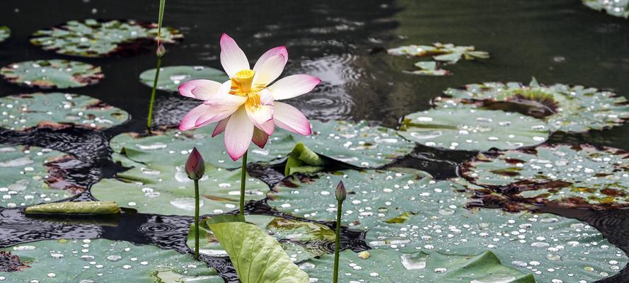 梅雨季节鱼塘钓鱼的技巧与方法（梅雨季节钓鱼的关键是水位变化的掌握）  第1张