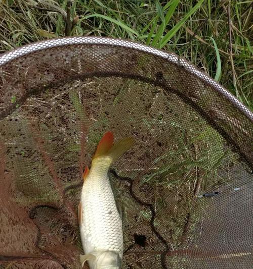 梅雨季节钓鱼技巧与方法（掌握关键技巧让钓鱼更有成就感）  第2张