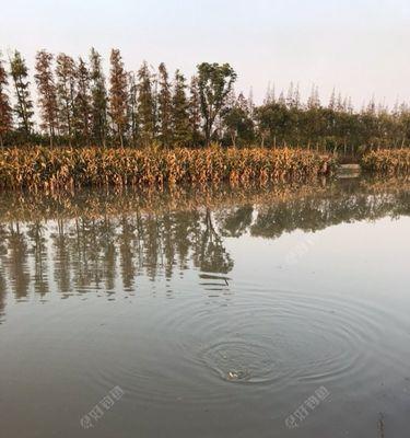 退水钓鱼技巧——娴熟掌握每天退水的捕鱼方法（提高成功率）  第2张