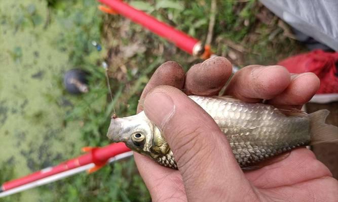 闷竿流水钓鱼打窝技巧（提高钓鱼效率的窍门）  第3张