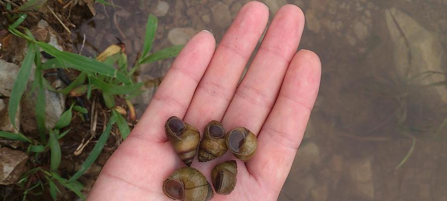 棉花糖钓鱼技巧与方法（享受钓鱼乐趣的新玩法）  第1张