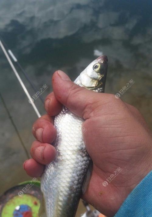 面食钓鱼提竿技巧教程（轻松掌握提竿技术）  第3张