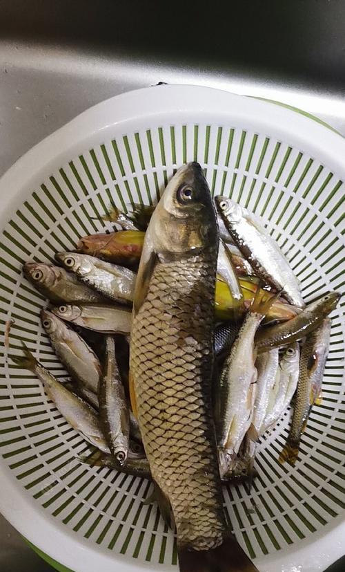 暮春钓鱼饵料的技巧（提高钓鱼成功率的关键）  第3张