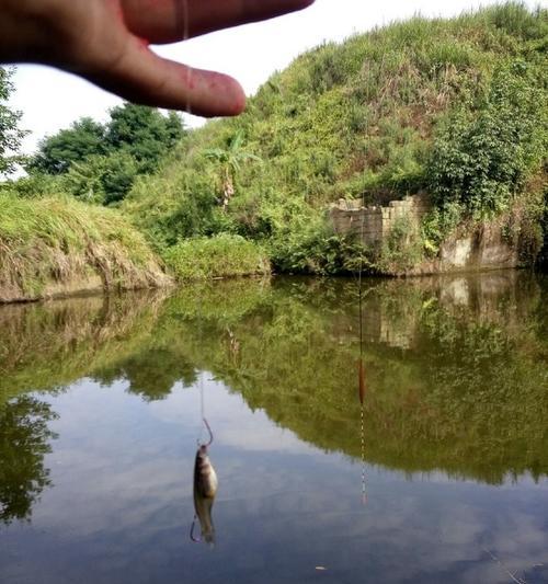 暮春野钓塘口鲫鱼选窝技巧与技巧（小窍门助你轻松抓住丰满口鲫鱼）  第3张