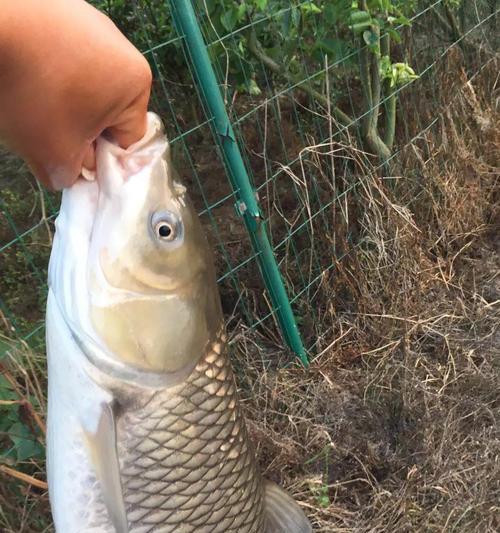 草鱼钓鱼技巧大揭秘（以抛竿为主的最佳钓草鱼技巧）  第2张