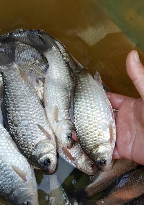 掌握泡沫鱼饵钓鱼的技巧（使用泡沫鱼饵钓鱼的方法及关键技巧）  第2张