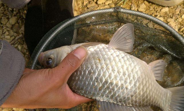 啤酒开饵野钓技巧（掌握钓鱼的关键）  第1张