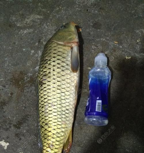 啤酒开饵野钓技巧指南（提升钓鱼效果的秘诀与技巧）  第3张