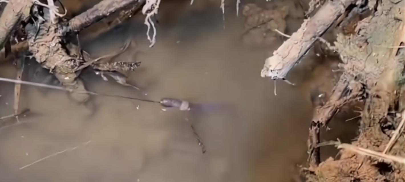 鄱阳湖野钓技巧（探秘鄱阳湖最佳野钓策略）  第3张