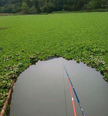 秋季草洞钓鱼技巧（挖掘草洞钓获丰收）  第2张