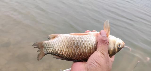 秋季垂钓小水库野生鲫鱼技巧（掌握技巧）  第3张