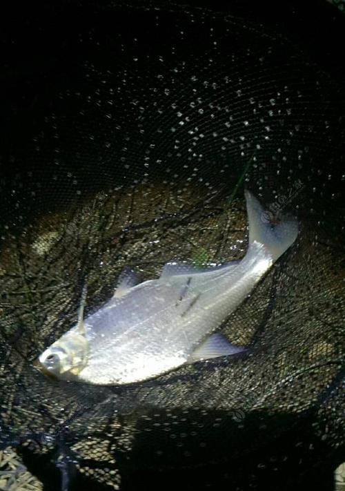 秋季钓流水水域鳊鱼技巧（掌握技巧）  第1张