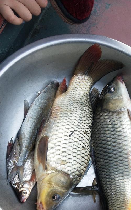 秋季钓流水水域鳊鱼技巧（掌握技巧）  第2张