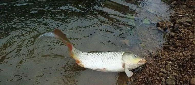 秋季气温20度的野钓鲤鱼技巧与方法（揭秘野钓鲤鱼的绝佳时机与技巧）  第1张