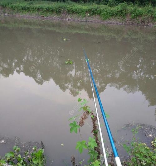 秋季下雨流水钓鱼技巧与方法（探秘适合秋季下雨天的流水钓鱼技巧和经验）  第2张