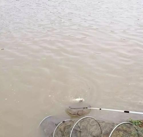 秋季下雨流水钓鱼技巧与方法（探秘适合秋季下雨天的流水钓鱼技巧和经验）  第3张