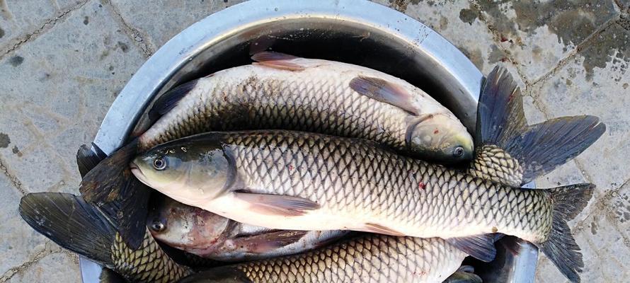 秋季野钓草鱼的最佳方法和技巧（草鱼钓法详解）  第2张