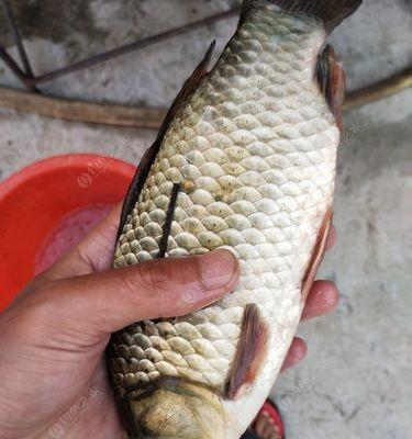 秋季野钓大水面钓鲫鱼的技巧（挑战大水面）  第3张