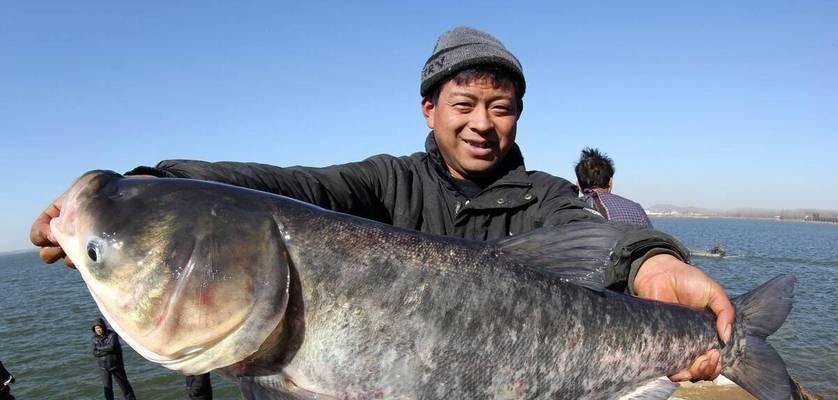 三伏天野钓鲢鳙技巧海竿全攻略（海竿钓法让你三伏钓鲢鳙如鱼得水）  第1张