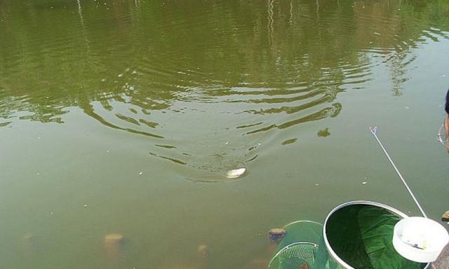 沙虫岸钓海鲈鱼的技巧与方法（挑战沙虫岸钓海鲈鱼的必备知识和技巧）  第1张