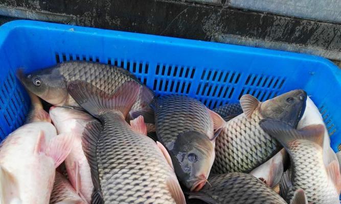 室内大棚钓鱼的最佳地点和技巧（挑选合适的环境和掌握有效的技巧）  第1张