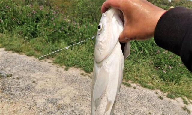 手竿流水钓鲢鳙的技巧与方法（一起来探索手竿流水钓鲢鳙的乐趣吧）  第1张