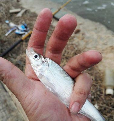 手竿流水玉米钓翘嘴技巧（掌握钓翘嘴技巧）  第1张